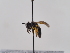  (Andrena fumida - TJW_676)  @11 [ ] nrr (2022) Unspecified Thomas Wood