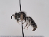  (Andrena boyerella - TJW_682)  @11 [ ] nrr (2022) Unspecified Thomas Wood