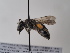  (Andrena gregaria - TJW_709)  @11 [ ] nrr (2022) Unspecified Thomas Wood