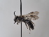  (Andrena breviscopa - TJW_724)  @11 [ ] nrr (2022) Unspecified Thomas Wood