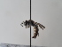  (Andrena marsae - TJW_737)  @11 [ ] nrr (2022) Unspecified Thomas Wood