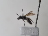  (Andrena atlantea - TJW_739)  @11 [ ] nrr (2022) Unspecified Thomas Wood