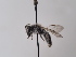  (Andrena tunetana - TJW_740)  @11 [ ] nrr (2022) Unspecified Thomas Wood