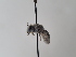  (Andrena farinosoides - TJW_742)  @11 [ ] nrr (2022) Unspecified Thomas Wood