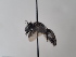  (Andrena caesia - TJW_750)  @11 [ ] nrr (2022) Unspecified Thomas Wood