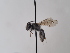  (Andrena rhypara - TJW_759)  @11 [ ] nrr (2022) Unspecified Thomas Wood