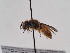  (Andrena testaceipes - TJW_781)  @11 [ ] nrr (2022) Unspecified Thomas Wood