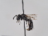 (Andrena curtivalvis - TJW_786)  @11 [ ] nrr (2022) Unspecified Thomas Wood