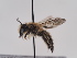  ( - TJW_791)  @11 [ ] nrr (2022) Unspecified Thomas Wood