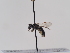  (Andrena pratincola - TJW_798)  @11 [ ] nrr (2022) Unspecified Thomas Wood