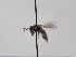  (Andrena semiadesus - TJW_800)  @11 [ ] nrr (2022) Unspecified Thomas Wood
