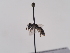  ( - TJW_801)  @11 [ ] nrr (2022) Unspecified Thomas Wood