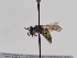  (Andrena purpurascens - TJW_803)  @11 [ ] nrr (2022) Unspecified Thomas Wood