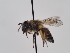  (Andrena antigana - TJW_831)  @11 [ ] nrr (2022) Unspecified Thomas Wood