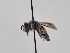  (Andrena biskrensis - TJW_838)  @11 [ ] nrr (2022) Unspecified Thomas Wood