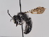  (Andrena compta - TJW_851)  @11 [ ] nrr (2022) Unspecified Thomas Wood