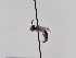  (Andrena totana - TJW_854)  @11 [ ] nrr (2022) Unspecified Thomas Wood