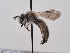  (Andrena rufescens - TJW_856)  @11 [ ] nrr (2022) Unspecified Thomas Wood