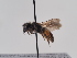  (Andrena tuberculifera - TJW_863)  @11 [ ] nrr (2022) Unspecified Thomas Wood
