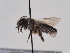  (Andrena varia - TJW_870)  @11 [ ] nrr (2022) Unspecified Thomas Wood