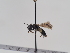  (Andrena anammas - TJW_874)  @11 [ ] nrr (2022) Unspecified Thomas Wood