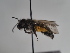  (Andrena darha - TJW_877)  @11 [ ] nrr (2022) Unspecified Thomas Wood