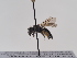  (Andrena petrosa - TJW_883)  @11 [ ] nrr (2022) Unspecified Thomas Wood