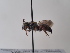  (Allodioxys - TJW_945)  @11 [ ] nrr (2022) Unspecified Thomas Wood