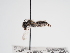  (Andrena merimna - TJW_955)  @11 [ ] nrr (2022) Unspecified Thomas Wood