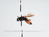  (Andrena menahemella - TJW_958)  @11 [ ] nrr (2022) Unspecified Thomas Wood