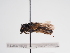  (Andrena schmiedeknechti - TJW_959)  @11 [ ] nrr (2022) Unspecified Thomas Wood