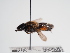  (Andrena discors - TJW_964)  @11 [ ] nrr (2022) Unspecified Thomas Wood