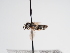  (Andrena lepurana - TJW_965)  @11 [ ] nrr (2022) Unspecified Thomas Wood