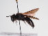  (Andrena assimilis - TJW_973)  @11 [ ] nrr (2022) Unspecified Thomas Wood
