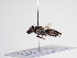  (Andrena poupillieri - TJW_992)  @11 [ ] nrr (2022) Unspecified Thomas Wood