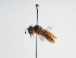  ( - TJW_1007)  @11 [ ] nrr (2022) Unspecified Thomas Wood