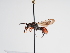  ( - TJW_1009)  @11 [ ] nrr (2022) Unspecified Thomas Wood