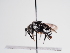  ( - TJW_1051)  @11 [ ] nrr (2022) Unspecified Thomas Wood