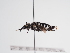  (Thyreomelecta merviensis - TJW_1132)  @11 [ ] nrr (2022) Unspecified Thomas Wood
