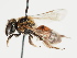  (Andrena communis - TJW_1147)  @11 [ ] nrr (2023) Unspecified Thomas Wood