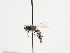  (Andrena melacana - TJW_1152)  @11 [ ] nrr (2023) Unspecified Thomas Wood