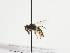 ( - TJW_1153)  @11 [ ] nrr (2023) Unspecified Thomas Wood