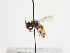  ( - TJW_1155)  @11 [ ] nrr (2023) Unspecified Thomas Wood