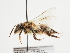  (Andrena subspinigera - TJW_1156)  @11 [ ] nrr (2023) Unspecified Thomas Wood