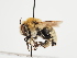  ( - TJW_1175)  @11 [ ] nrr (2023) Unspecified Thomas Wood