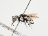  (Thyreus picaron - TJW_1192)  @11 [ ] nrr (2023) Unspecified Thomas Wood