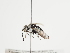  (Thyreus hyalinatus - TJW_1202)  @11 [ ] nrr (2023) Unspecified Thomas Wood
