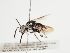  (Thyreus ramosellus - TJW_1204)  @11 [ ] nrr (2023) Unspecified Thomas Wood