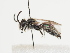  (Andrena lunaris - TJW_1212)  @11 [ ] nrr (2023) Unspecified Thomas Wood