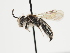  (Andrena stolida - TJW_1216)  @11 [ ] nrr (2023) Unspecified Thomas Wood